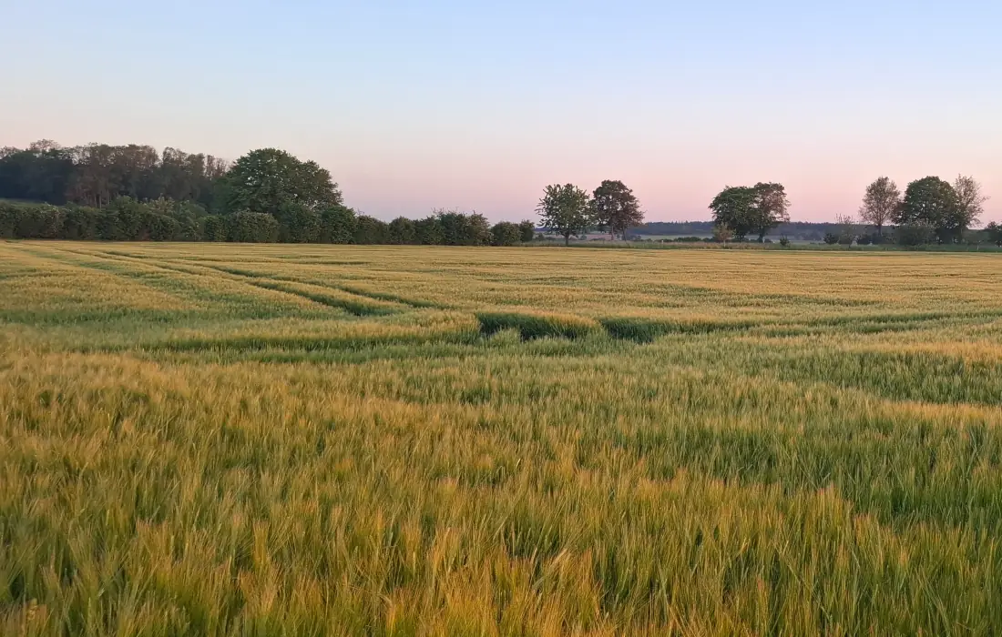 Getreidefeld in der Abenddämmerung mit Bäumen am Horizont