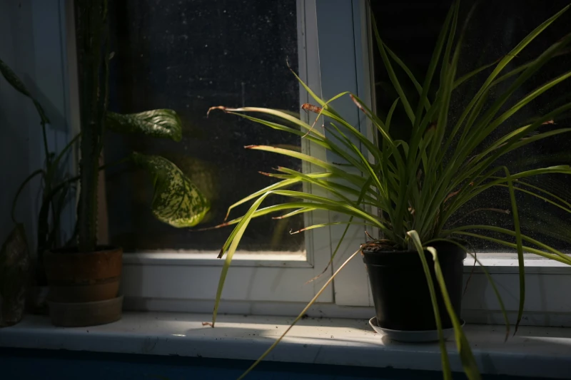 Zimmerpflanzen auf einer Fensterbank im warmen Streiflicht der Abendsonne