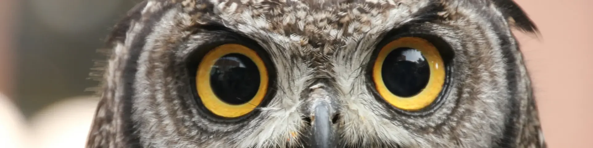 Gesicht einer Eule Nahaufnahme