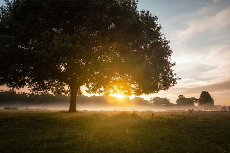 Einzelner Baum auf nebliger Wiese im Gegenlicht der aufgehenden Sonne