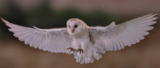 Eine Weiße Eule im Flug