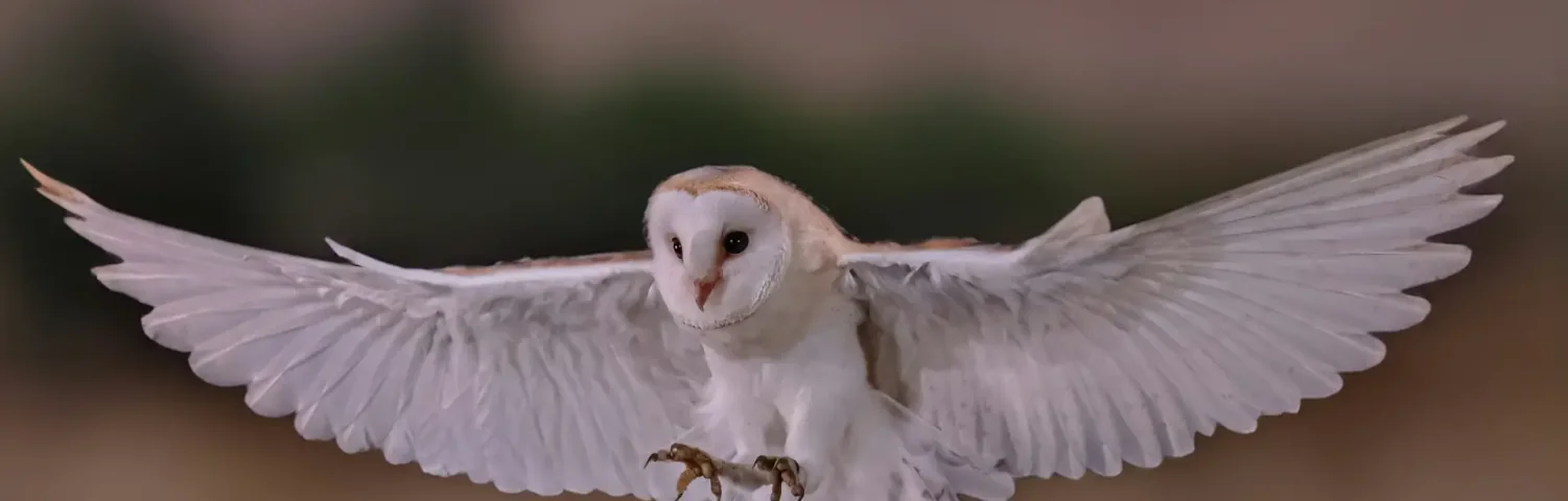 Eine Weiße Eule im Flug