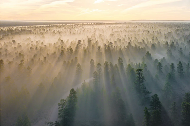 Luftaufnahme eines Nadelwalds mit Sonnenstrahlen im Morgennebel