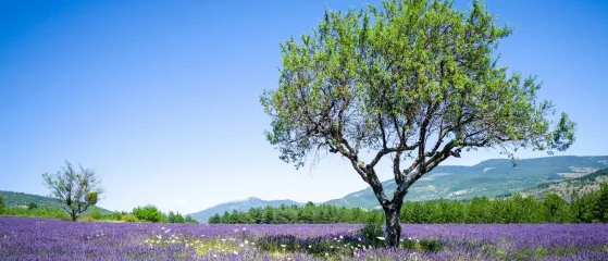 Grüner Baum auf einem Lavendelfeld