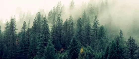Nadelwald im Nebel mit hohen Bäumen und gedämpftem Licht