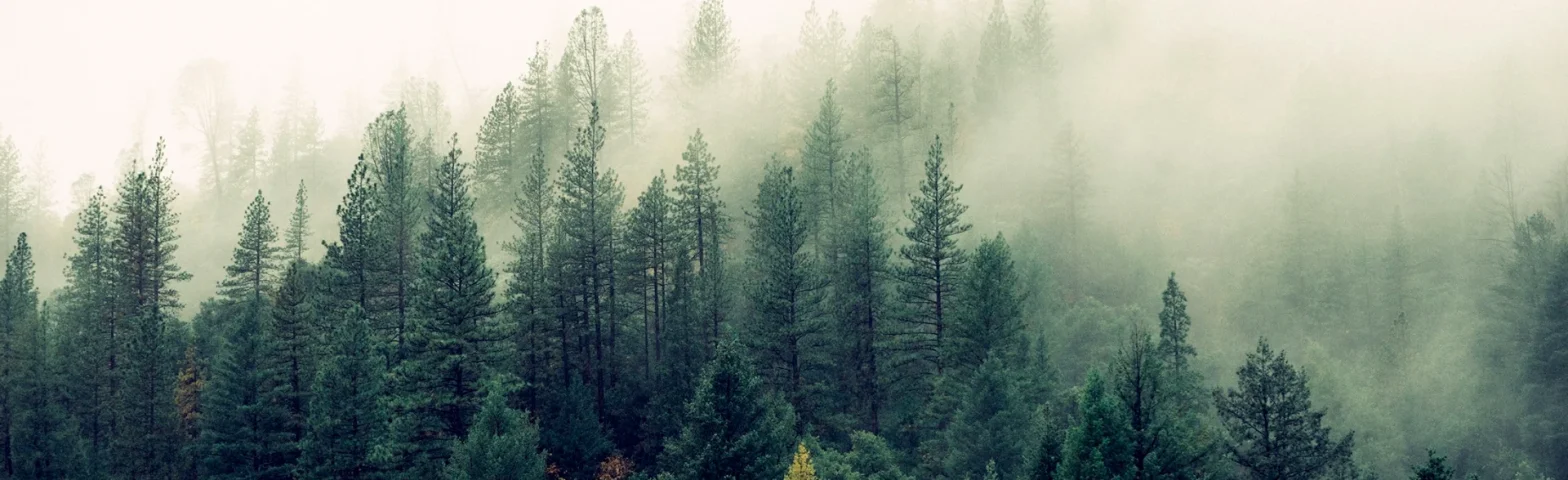 Nadelwald im Nebel mit hohen Bäumen und gedämpftem Licht