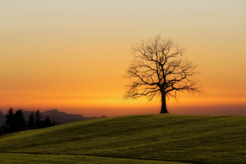 Kahler Baum auf einer Anhöhe vor orangefarbenem Abendhimmel