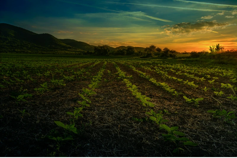 Bepflanztes Feld mit jungen Pflanzenreihen bei Sonnenuntergang