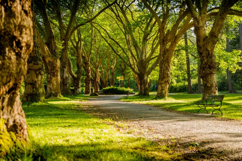 Blick auf einen Park mit vielen alten Bäumen