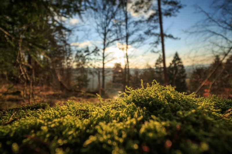 Nahaufnahme von Waldmoos mit unscharfem Wald im Hintergrund