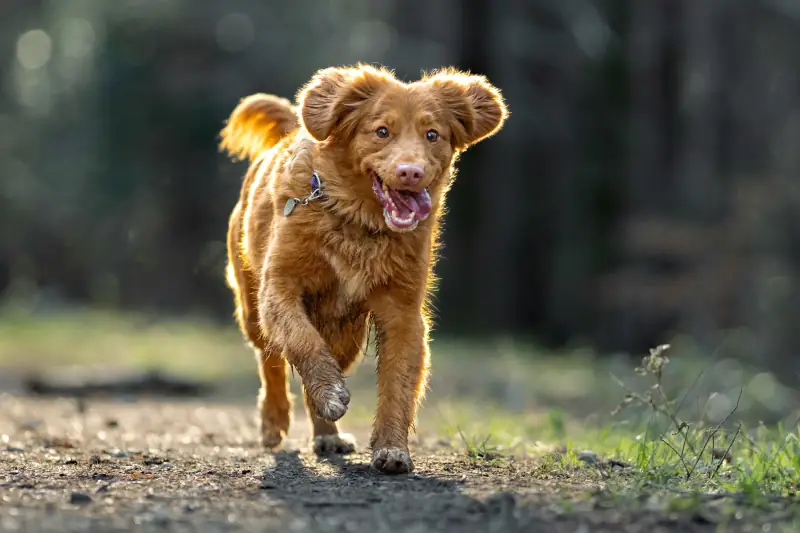 Brauner Hund der über einen Waldweg rennt