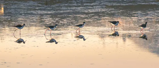 Vogelschwarm geht hintereinander über flaches Gewässer