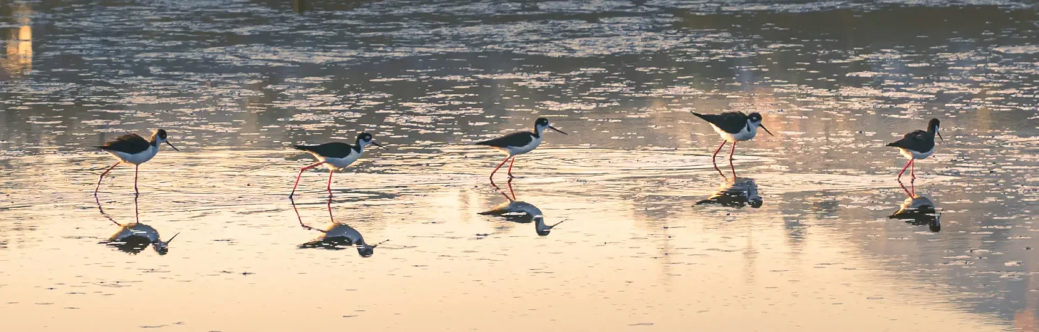 Vogelschwarm geht hintereinander über flaches Gewässer