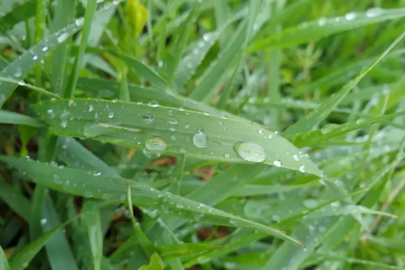 Wassertropfen auf Grasblättern