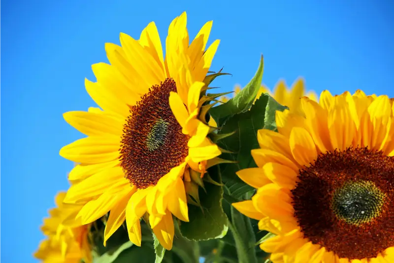 Sonnenblumen in Nahaufnahme
