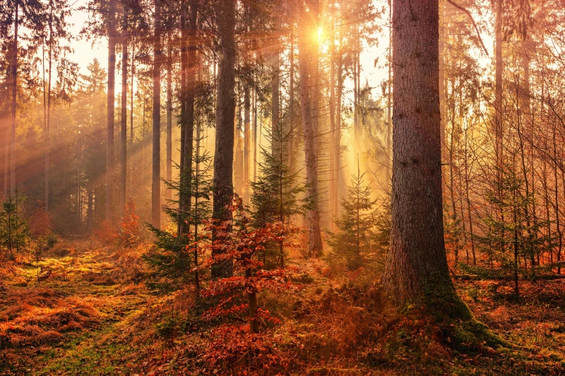 Herbstwald mit Sonnenstrahlen zwischen den Bäumen im goldenen Abendlicht