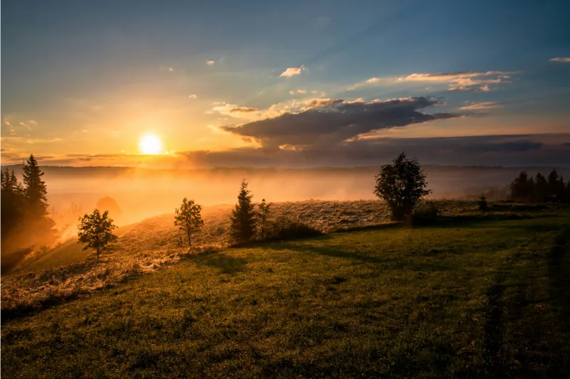 Wiese mit Bäumen im Nebel bei Sonnenaufgang