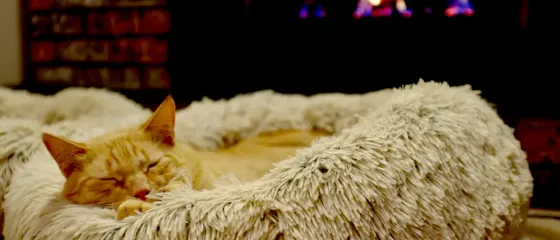 rote Katze im Haustierbett vor Kamin