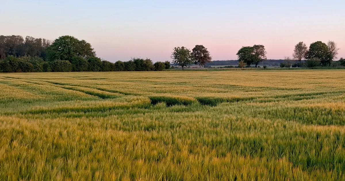 Weites Getreidefeld im Abendlicht mit blaurosa Himmel und Bäumen am Horizont