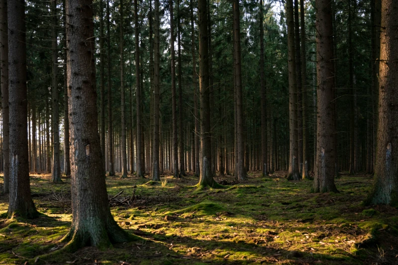 Nadelwald mit hohen Baumstämmen und moosbewachsenem Boden