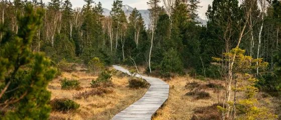 Holzweg der in einen Wald führt