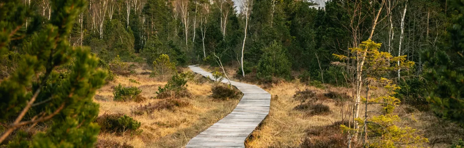 Holzweg der in einen Wald führt