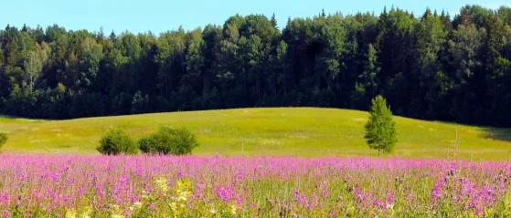 lila Blumenwiese mit Wald im Hintergrund