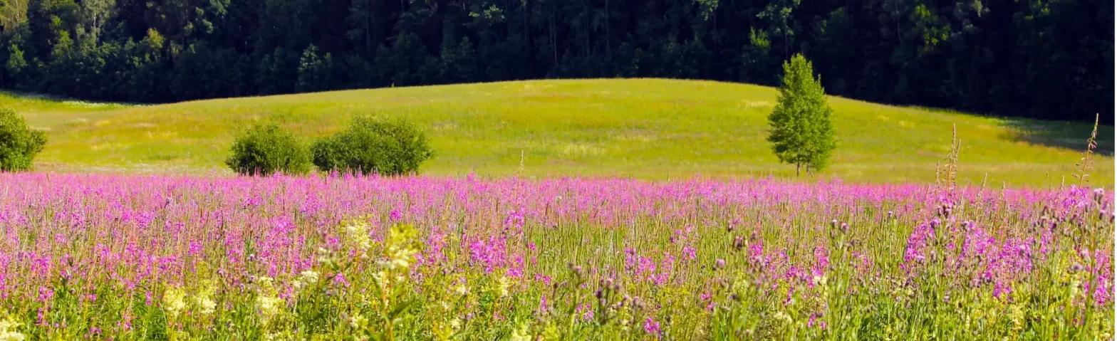 lila Blumenwiese mit Wald im Hintergrund