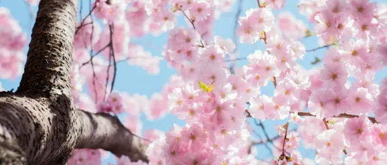 Kirschblüten mit blauem Himmel im Hintergrund