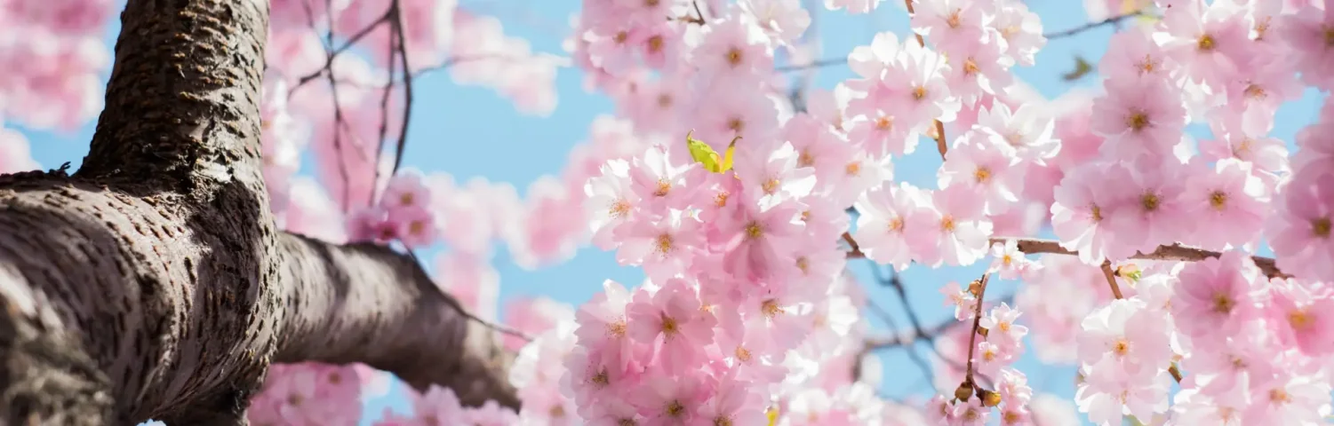 Kirschblüten mit blauem Himmel im Hintergrund