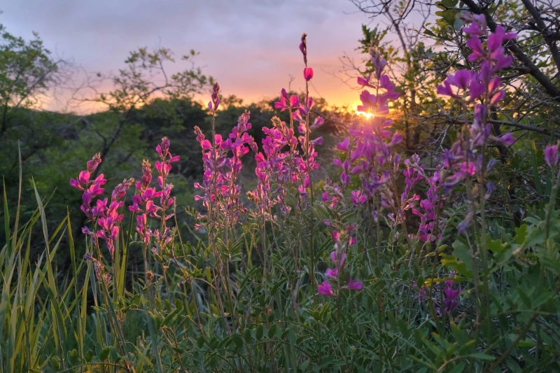 Pinke Blütenstauden im warmen Gegenlicht der untergehenden Sonne