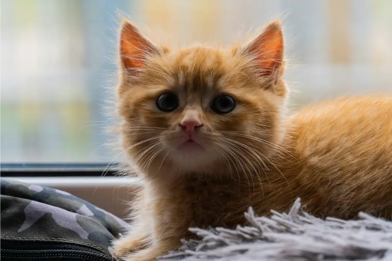 junge rote Katze mit neugierigem Blick