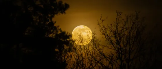 Vollmond zwischen kahlen Baumästen und Nadelbaumsilhouetten am Nachthimmel