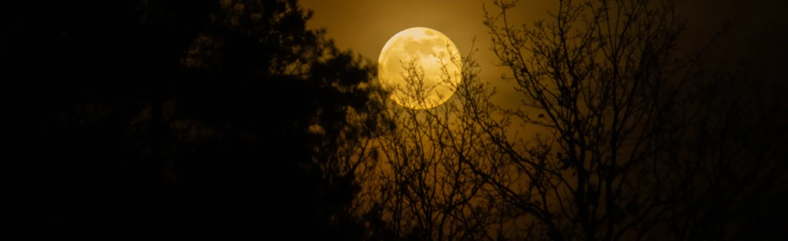 Vollmond zwischen kahlen Baumästen und Nadelbaumsilhouetten am Nachthimmel