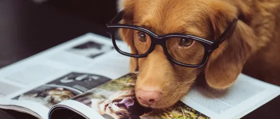 Brauner Hund mit Brille hat seinen Kopf auf eine Zeitschrift gelegt
