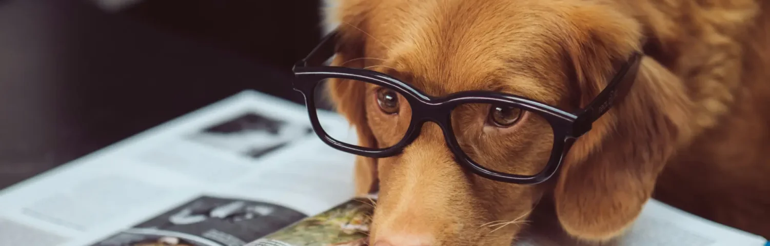 Brauner Hund mit Brille hat seinen Kopf auf eine Zeitschrift gelegt