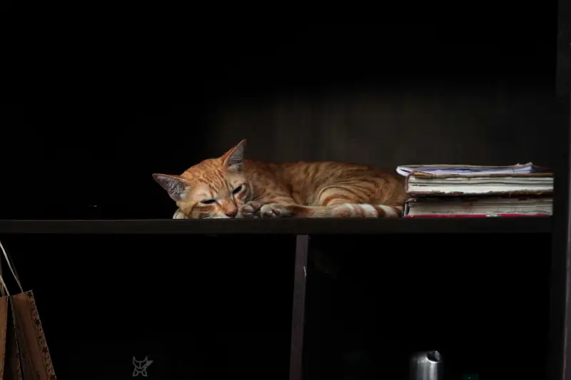 rote Katze schläft auf dunklem Holzregal neben Büchern