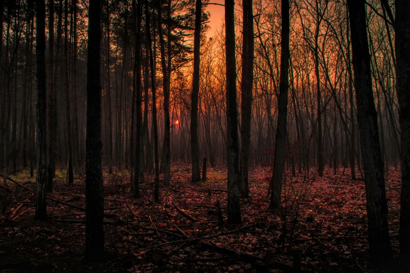 Herbstwald in der Dämmerung mit Laub am Boden und orangefarbenem Licht zwischen den Baumstämmen